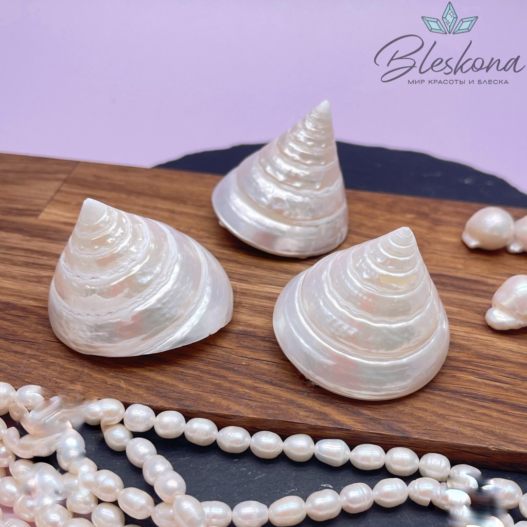 Морская ракушка Трохус  38*43 мм