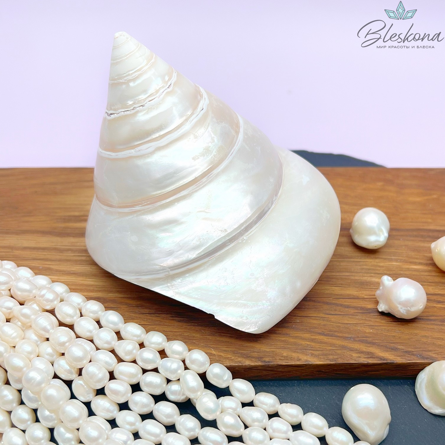 Морская ракушка Трохус  9*10 см 