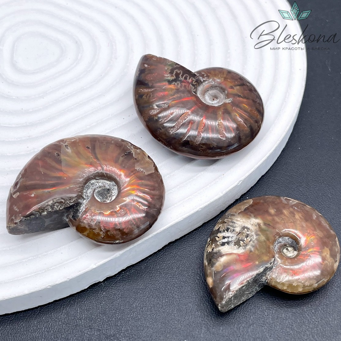 Аммонит с аммолитом 35*45 мм