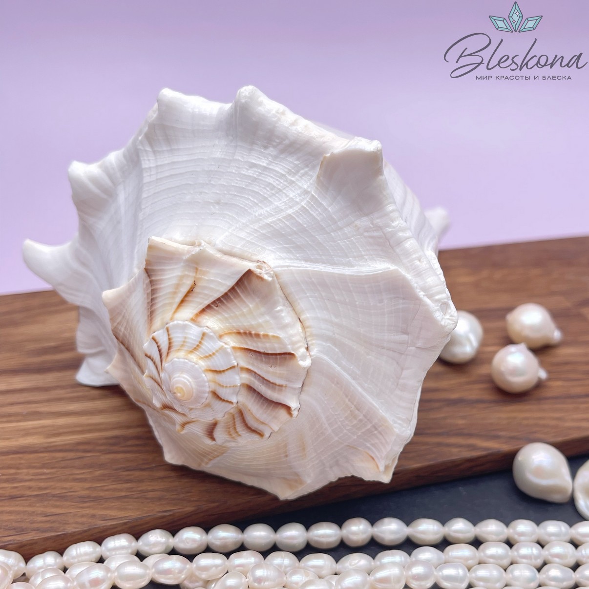Морская раковина Мурекс 10*15 см