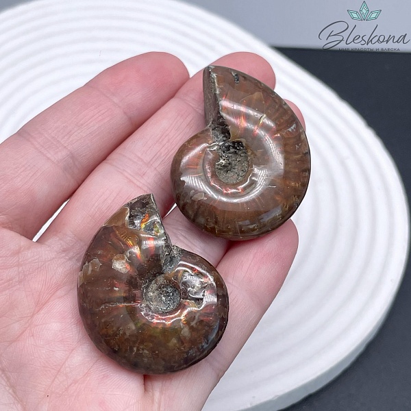 Аммонит с аммолитом 30*35 мм