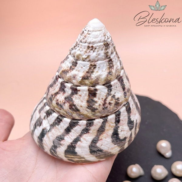 Морская ракушка Трохус Зебра 9*10 см 