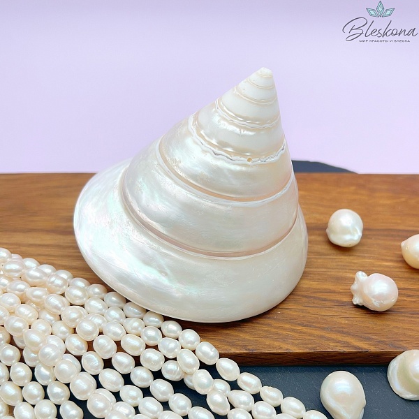 Морская ракушка Трохус  9*10 см 