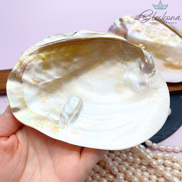 Перламутровая раковина с жемчугом (10-11)*(14-15) см №2