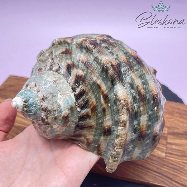 Морская раковина Турбо бирюзовая 13 см 