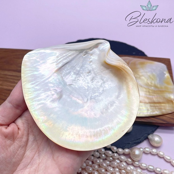 Перламутровая раковина  (11-12)*(10-11) см 