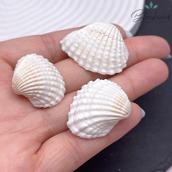 (21-25)*(27-33) мм, Подвеска Ракушка белая уп.5 шт 