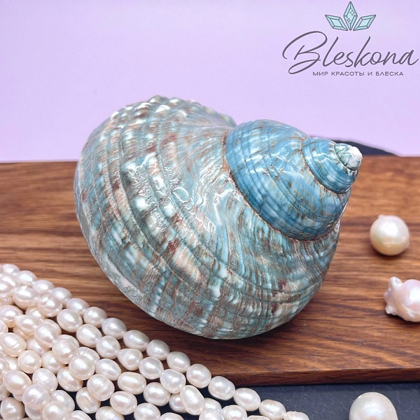 Морская раковина Турбо бирюзовая 10 см 