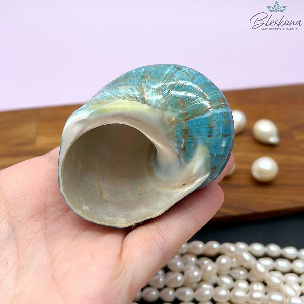 Морская раковина Турбо бирюзовая 7 см 