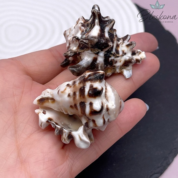 (44-50)*(35*41) мм, Подвеска ракушка