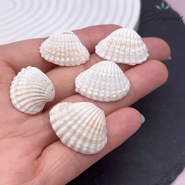 (16-19)*(23-26) мм, Подвеска Ракушка белая уп.5 шт 