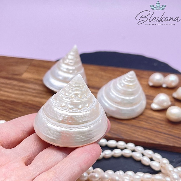 Морская ракушка Трохус  38*43 мм